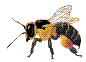 animated Bee