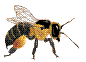 Bee animated