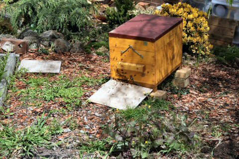 Single-box-hive